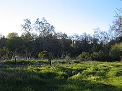 The natural reserve of McClellan Ranch Preserve McClellanrural.JPG