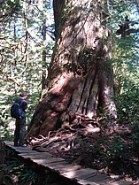 Meares Island, British Columbia