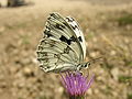 * Nomination Melanargia lachesis (Nymphalidae, Satyrinae). Valle del Lozoya, Madrid, Madrid. by Adrian198cm --Mbdortmund 10:50, 17 April 2008 (UTC) Gekauft --Richard Bartz 15:17, 17 April 2008 (UTC) * Promotion