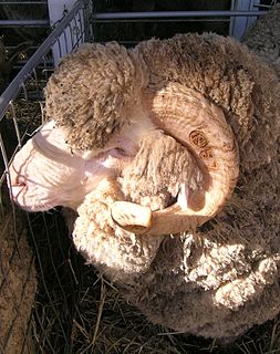 <span class="mw-page-title-main">Australian Merino</span> Australian breed of sheep