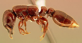 <i>Metapone</i> Genus of ants