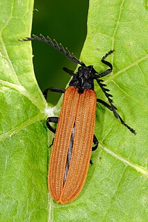 <i>Porrostoma rhipidius</i> Species of beetle