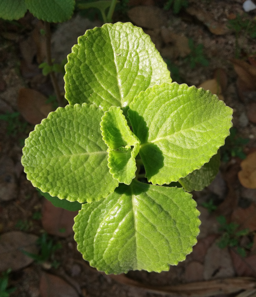 File:Mexican-Mint Plant cropped.png