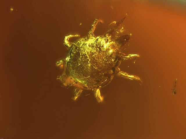 Mite, cf Glaesacarus rhombeus, fossilised in Baltic amber, Upper Eocene