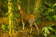 African Rain Forest: The Okapi