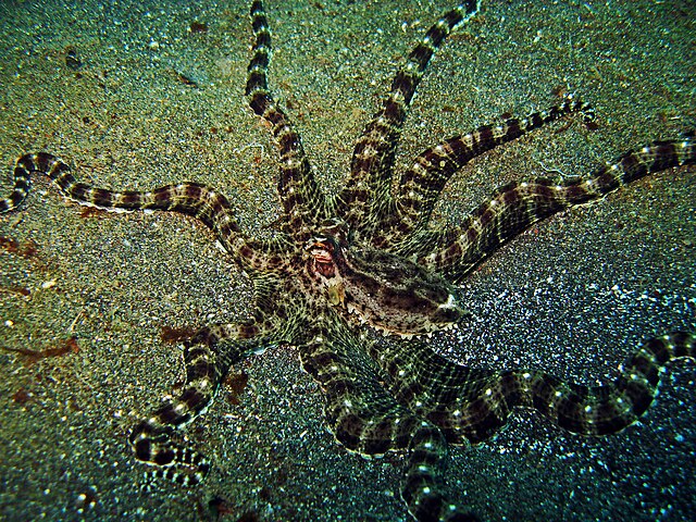 mimic octopus flatfish