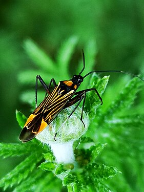 Miris striatus su Anthemis Tinctoria, Veneto, Italia