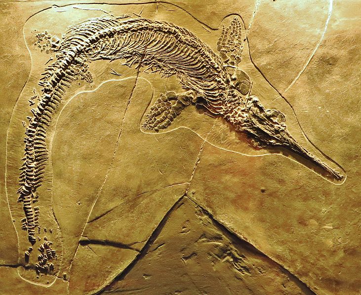 File:Mixosaurus cornalianus Besano 3454.JPG