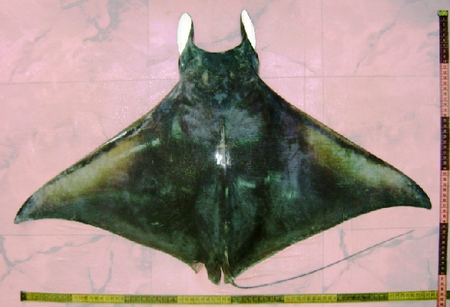 Mobula_thurstoni