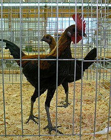 A Modern Game cock and hen; the cock's comb and wattles are normally dubbed for show. Modern Game pair.jpg