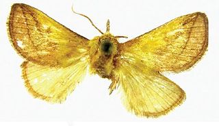 <i>Monema tanaognatha</i> Species of moth