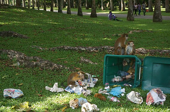 Monkeys in Sri Lanka polluting a park