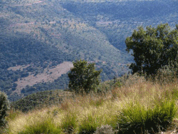 Tlemcen-gebergte