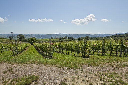 Roses in Brunello di Montalcino vineyards, Montalcino