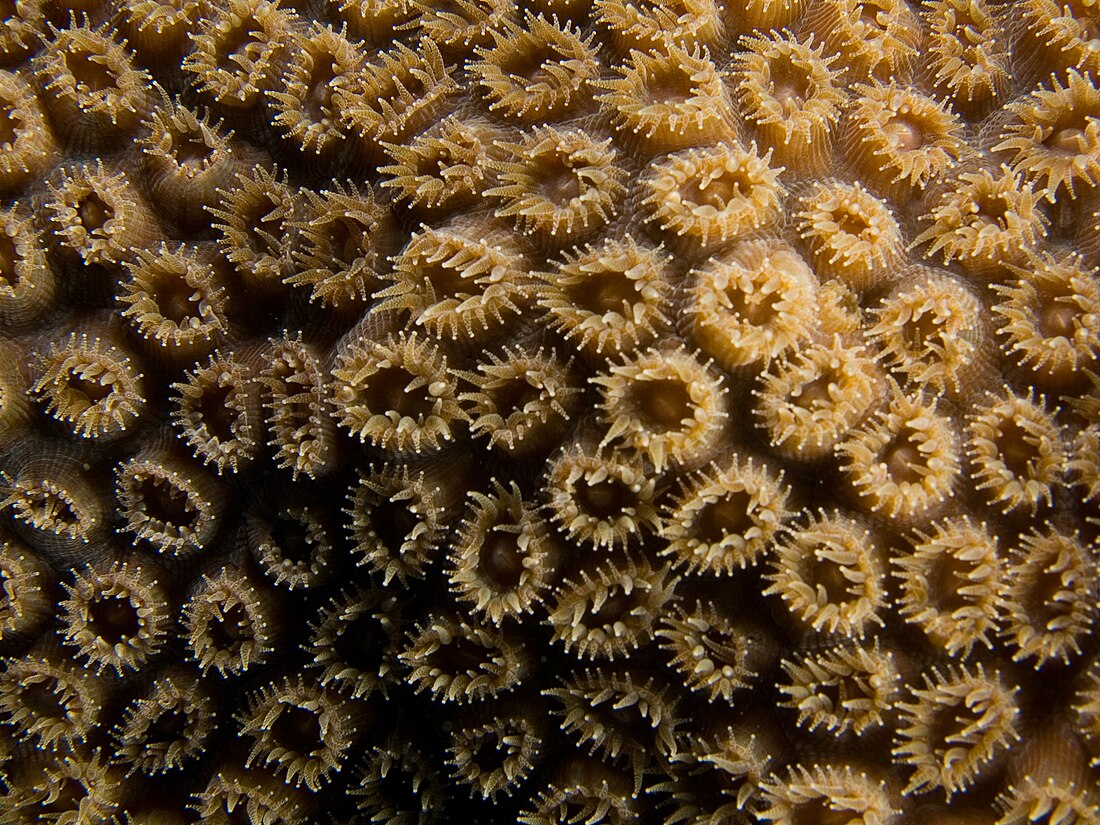 File:Montastraea cavernosa (Great Star Coral) with polyps partially open.jpg