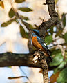 Biligiri Rangaswamy Temple Wildlife Sanctuary, Karnataka, India