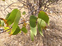 Colophospermum mopane (Fabaceae)