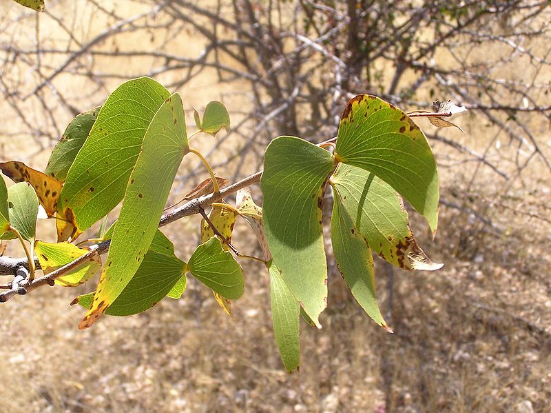 File:Mopane.JPG