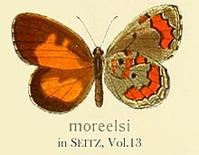 Морелси inSeitzVol13.jpg