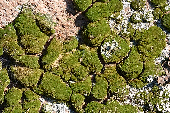 Moss (Bryophyta)