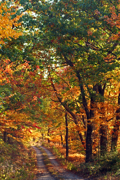 File:Mountain-autumn-country-road - West Virginia - ForestWander.png