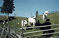 Mountain cattle, Hökvattnet, Jämtland, Sweden (16757009189).jpg