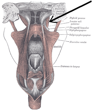 <span class="mw-page-title-main">Tensor veli palatini muscle</span> Muscle of the soft palate