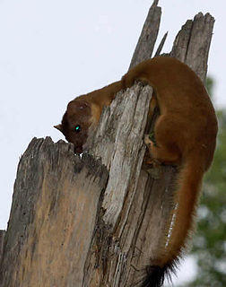 Long-tailed weasel Species of weasel native to the Americas