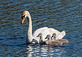 * Nomination Mute swan and cygnets in Cape May Point State Park --Rhododendrites 03:39, 19 May 2024 (UTC) * Promotion  Support Good quality.--Agnes Monkelbaan 04:03, 19 May 2024 (UTC)