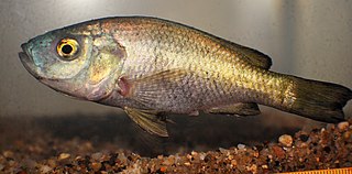 <i>Myaka</i> (fish) Species of fish