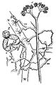 English: Mycelia of Piptocephalis Freseniana parasitising on mycelia of Mucor mucedo, as pictured in Otto's Encyclopedia (1897). Čeština: Podhoubí houby Piptocephalis Freseniana parazitující na podhoubí Mucor mucedo, vyobrazené v Ottově slovníku naučném (1897).