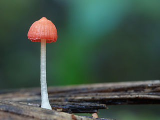 <i>Mycena adonis</i> Species of fungus