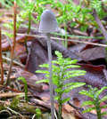 Miniatura para Mycena urania