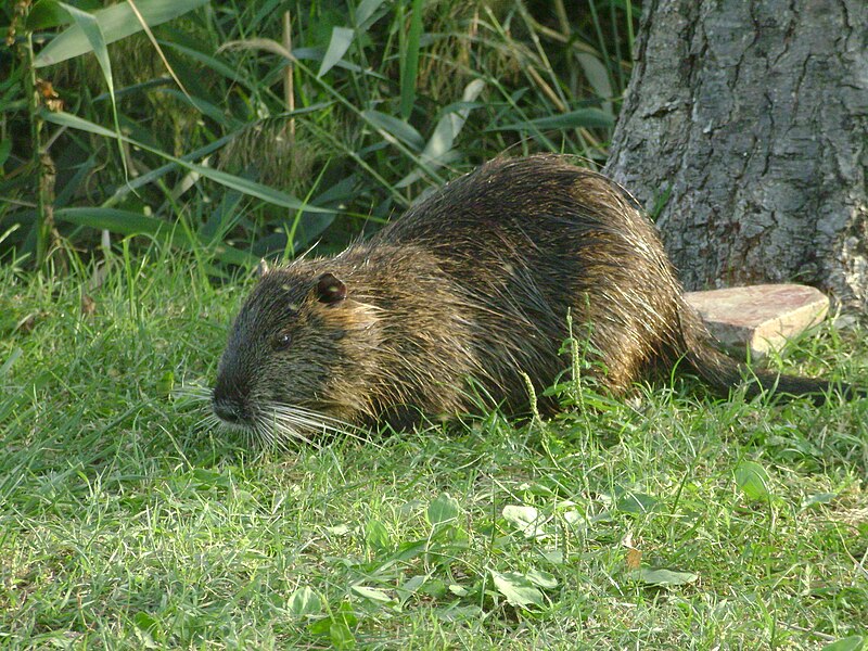 File:Myocastor coypu Bardolino - 20100902-02.jpg