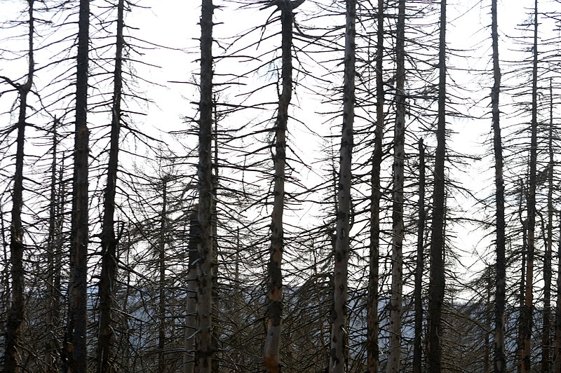 File:NP Harz - Wald am Brocken (70).jpg