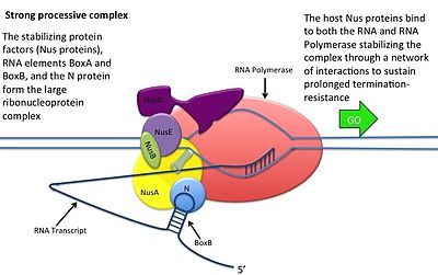 Lambda Phage