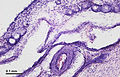 Nasal mucosa (26 2 17) Cross-section.jpg