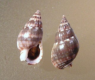 <i>Nassarius gaudiosus</i> species of mollusc