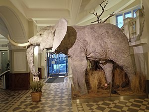 Afrikansk elefant i entréhallen