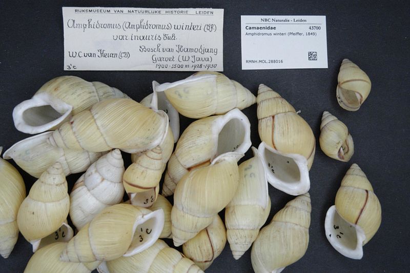 File:Naturalis Biodiversity Center - RMNH.MOL.288016 - Amphidromus winteri (Pfeiffer, 1849) - Camaenidae - Mollusc shell.jpeg