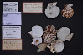 Volachlamys tranquebaria