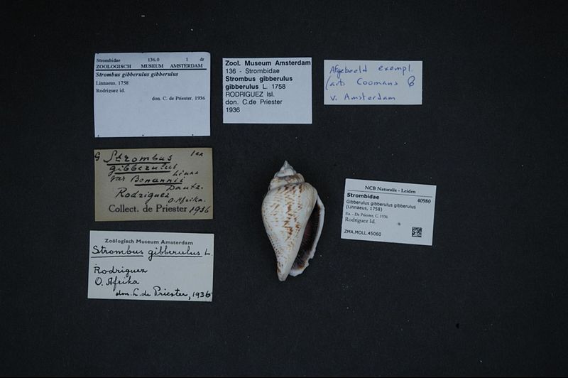 File:Naturalis Biodiversity Center - ZMA.MOLL.45060 - Gibberulus gibberulus gibberulus (Linnaeus, 1758) - Strombidae - Mollusc shell.jpeg