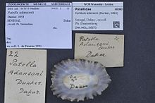 Центр биоразнообразия Naturalis - ZMA.MOLL.95673 - Cymbula adansonii (Dunker, 1853) - Patellidae - Mollusc shell.jpeg