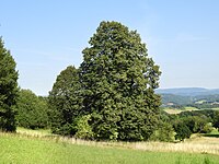 Molkenbaum (Linde)