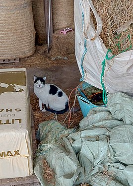 Nervous farm cat staring at danger