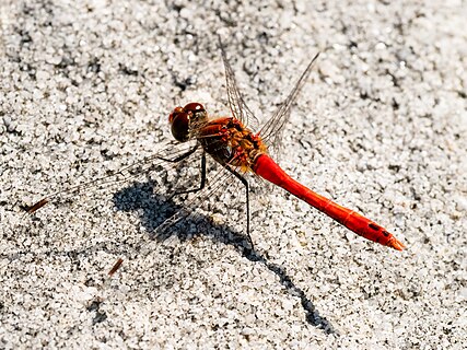 Ruddy darter (male) in the quarry of Neubrunn