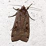 Miniatura para Noctuoidea