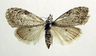 <i>Nola confusalis</i> Species of moth