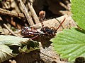 Nomada villosa Thomson, 1870