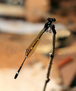 <i>Nososticta solitaria</i> damselfly species